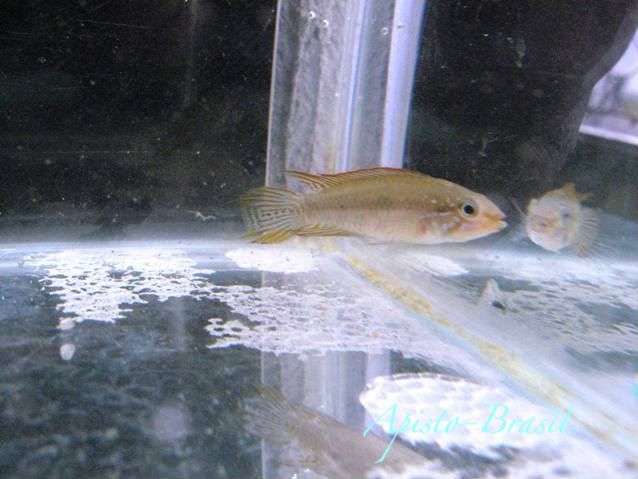 gibbi1.jpg