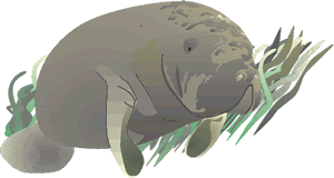 fl_manatee_sideview.gif