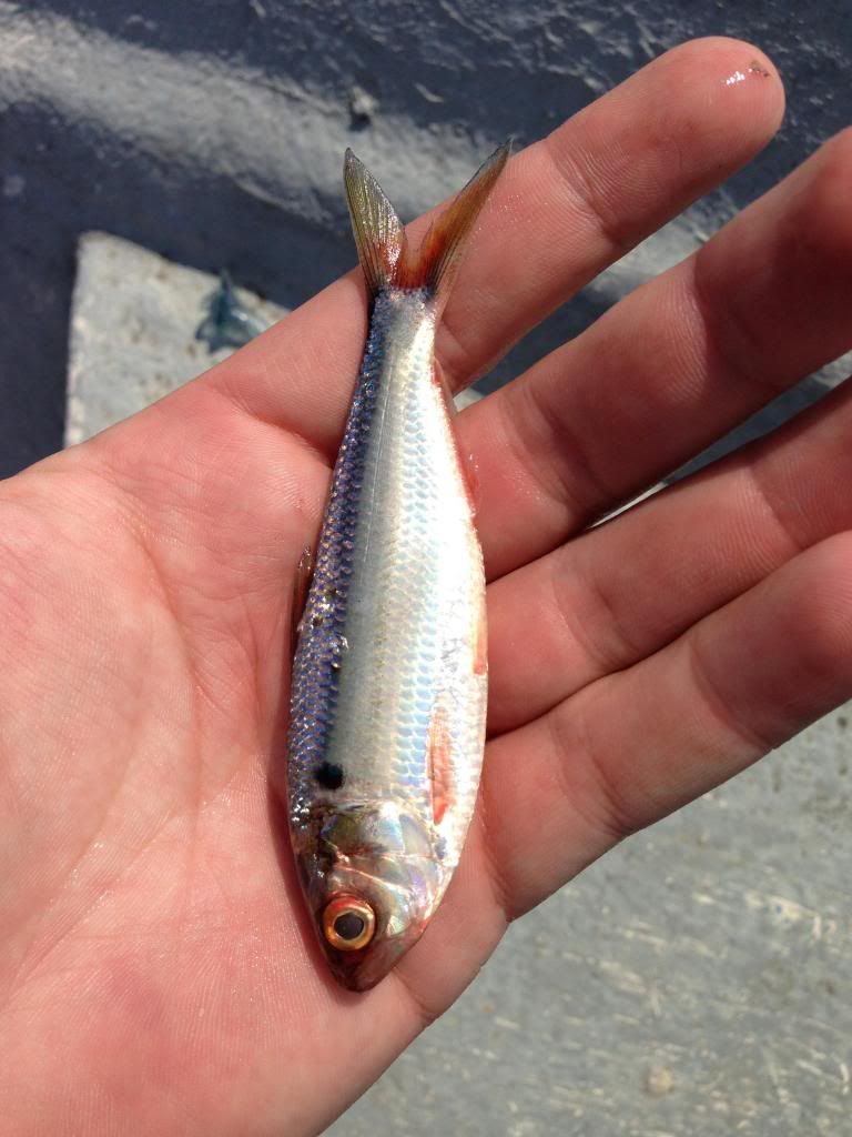 Main Lake Austin forage Bass Fishing Forum