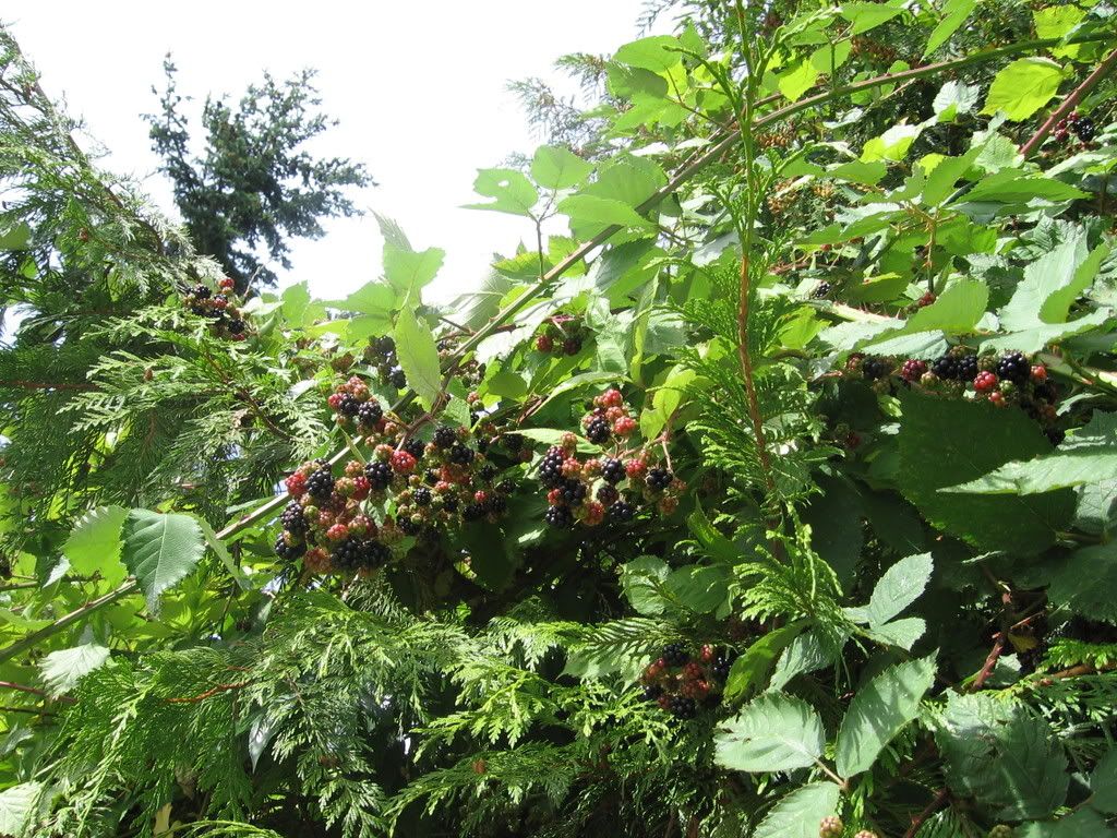 More blackberries