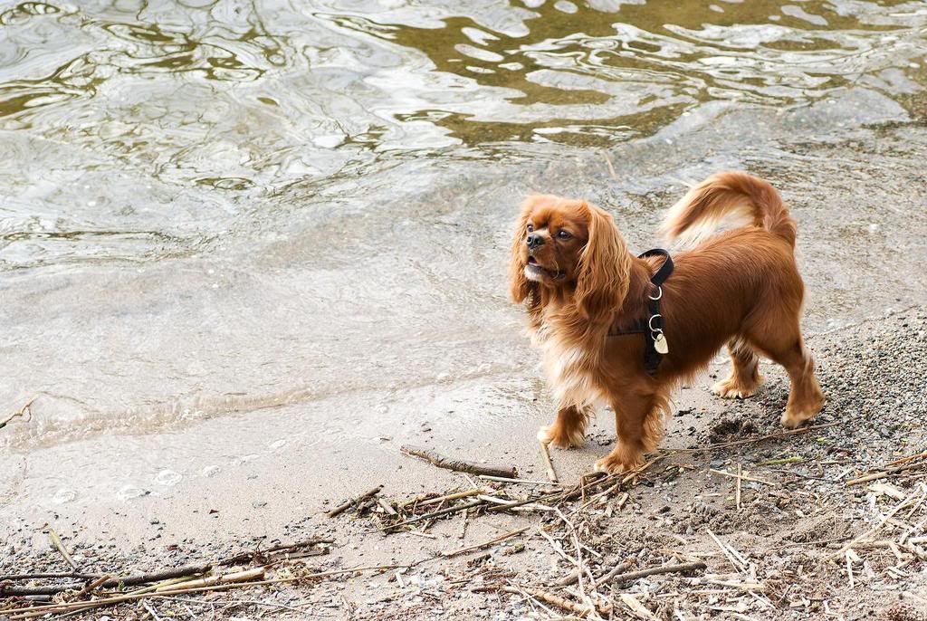 Spaniel-1JpegMindre.jpg