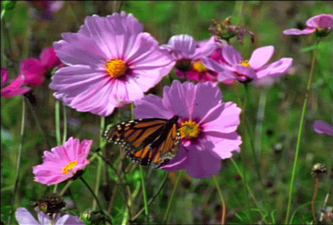 butterfly on flowers photo: Flowers Fantasia001ras0115.gif