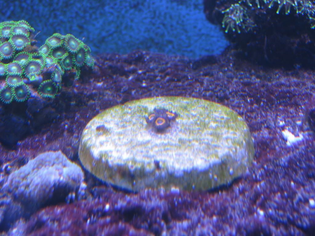IMG 0675 - tazzy's 80g reef