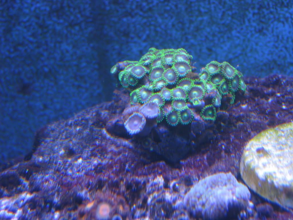 IMG 0676 - tazzy's 80g reef