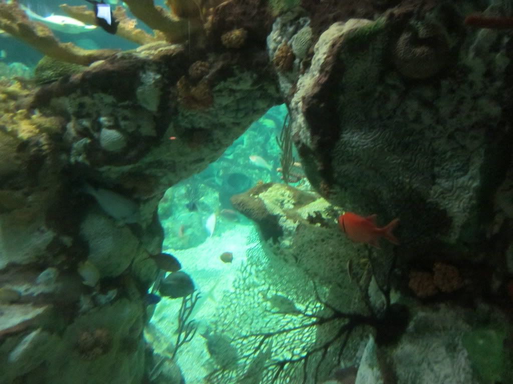IMG 0453 - Shedd Aquarium pics