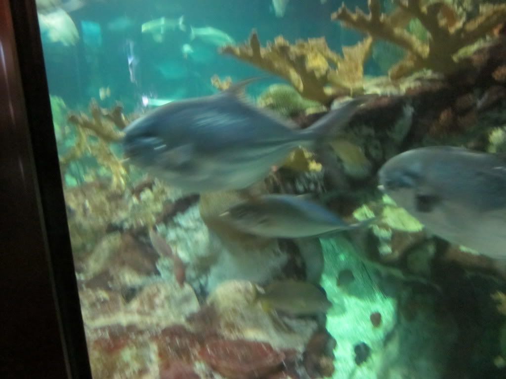 IMG 0454 - Shedd Aquarium pics