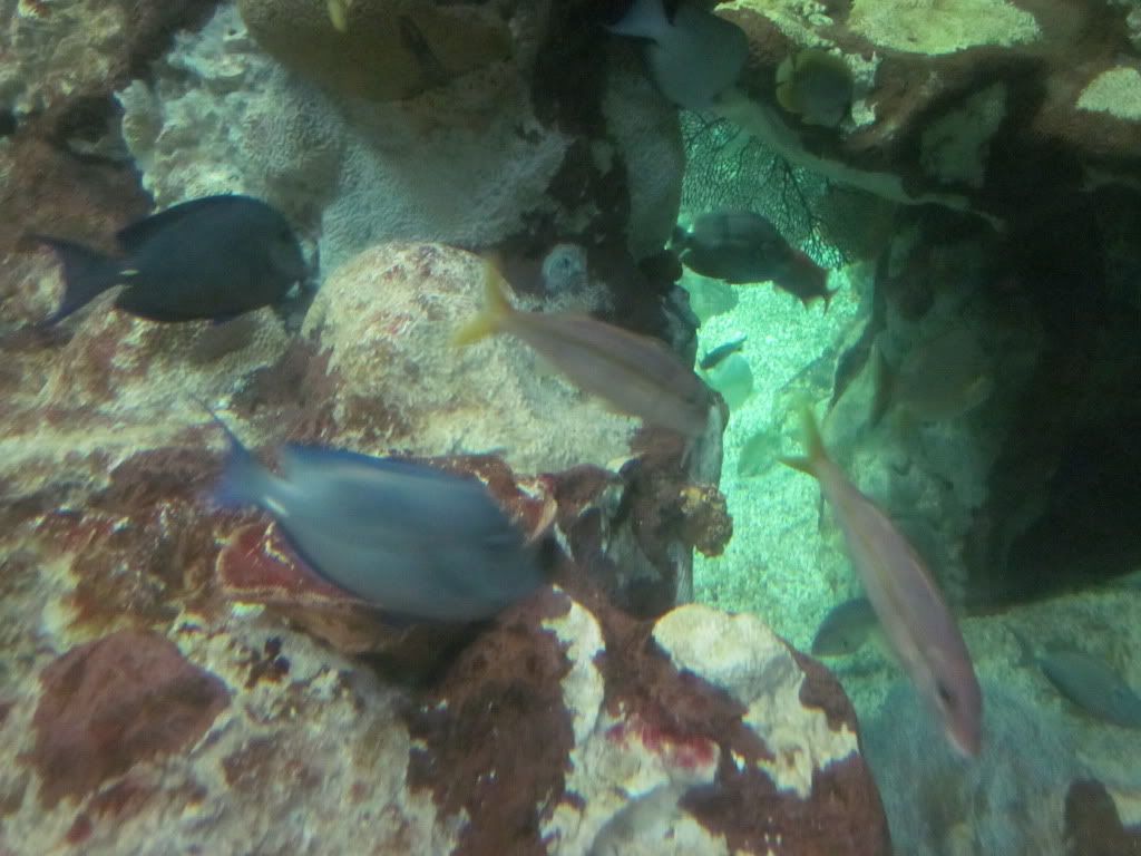 IMG 0455 - Shedd Aquarium pics