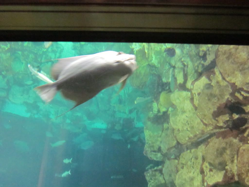 IMG 0457 - Shedd Aquarium pics