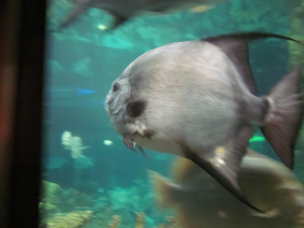 IMG 0458 - Shedd Aquarium pics