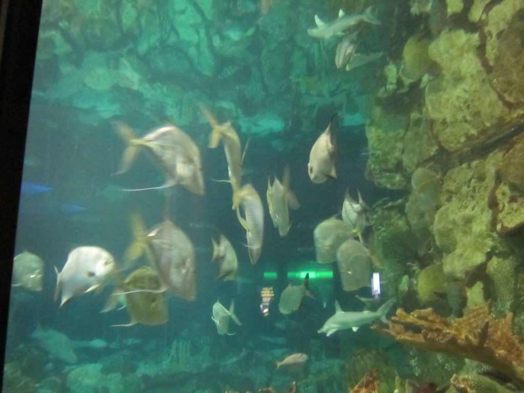 IMG 0459 - Shedd Aquarium pics