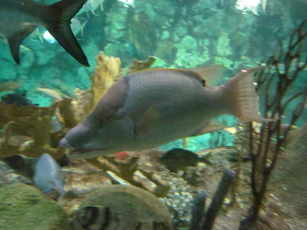 IMG 0473 - Shedd Aquarium pics
