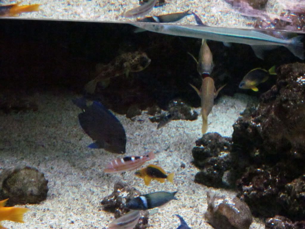 IMG 0494 - Shedd Aquarium pics