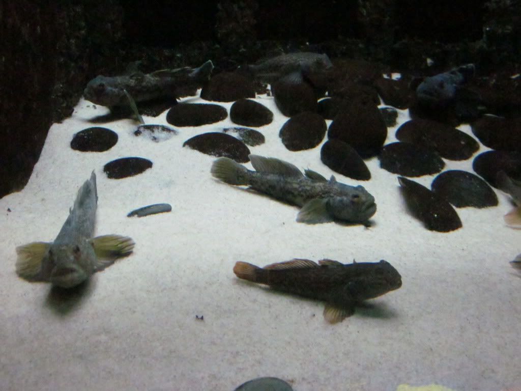 IMG 0498 - Shedd Aquarium pics