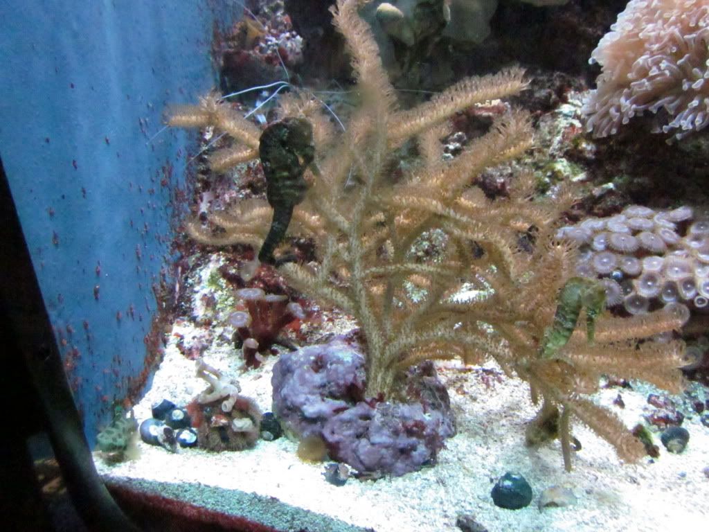 IMG 0505 - Shedd Aquarium pics