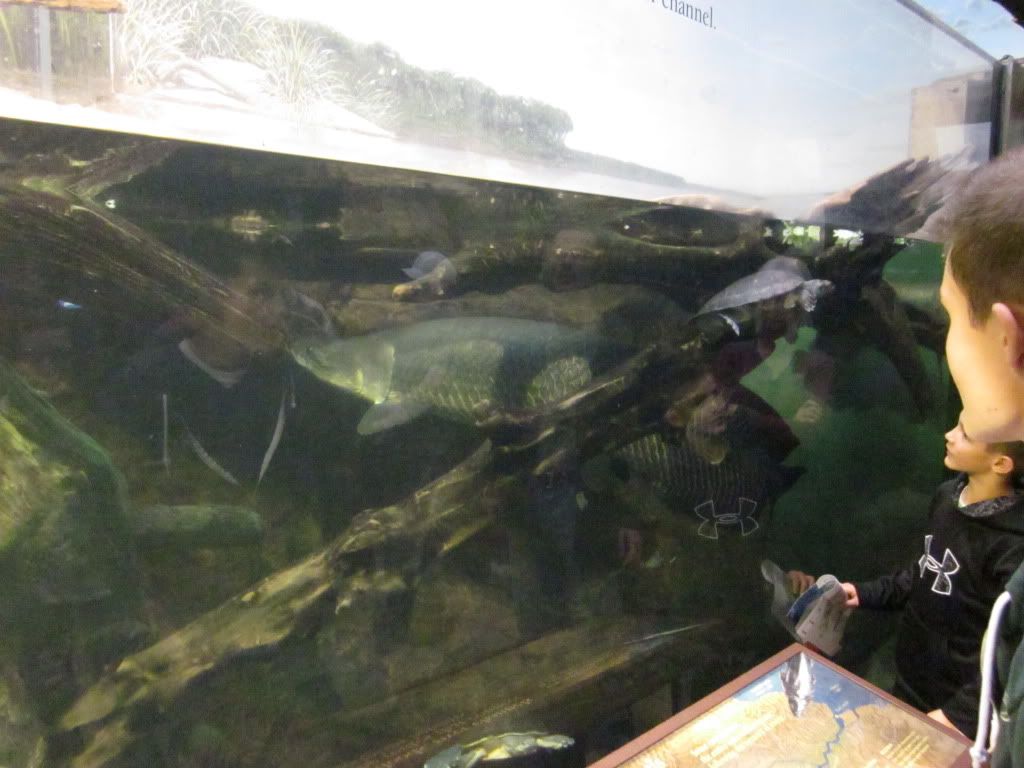 IMG 0514 - Shedd Aquarium pics