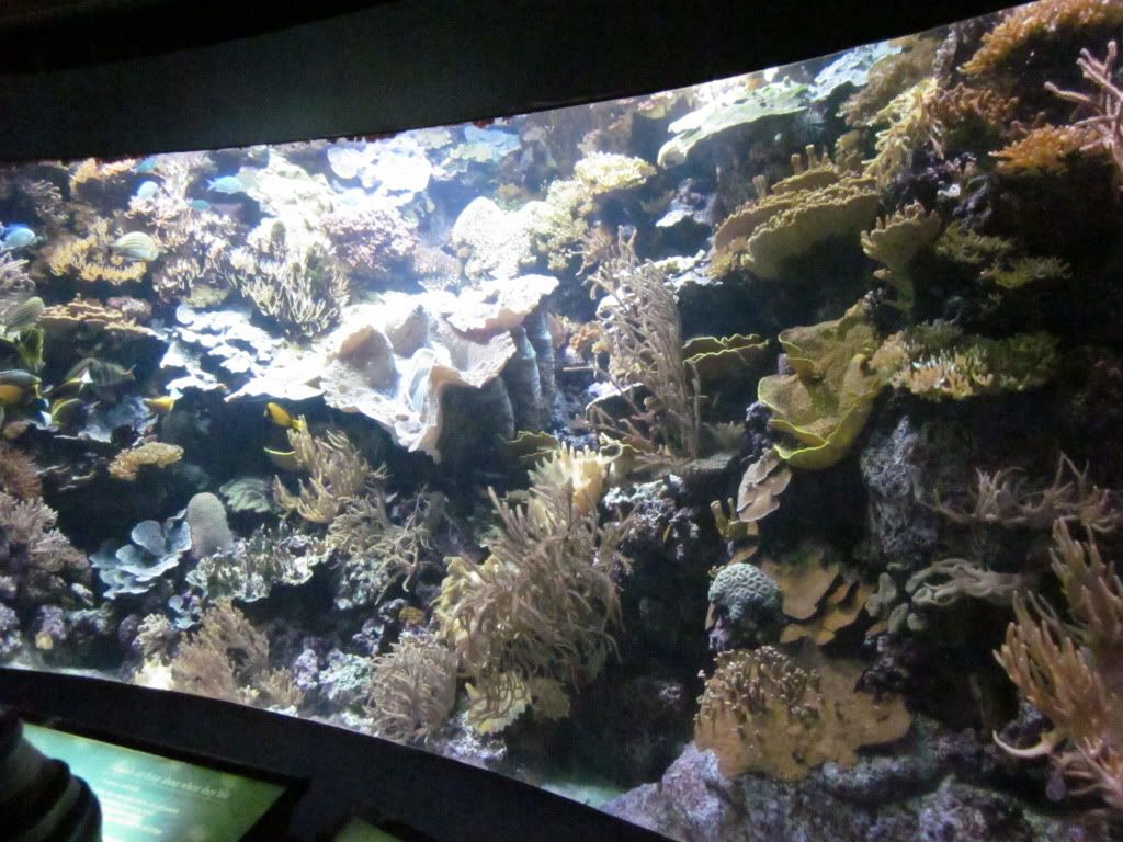 IMG 0515 - Shedd Aquarium pics