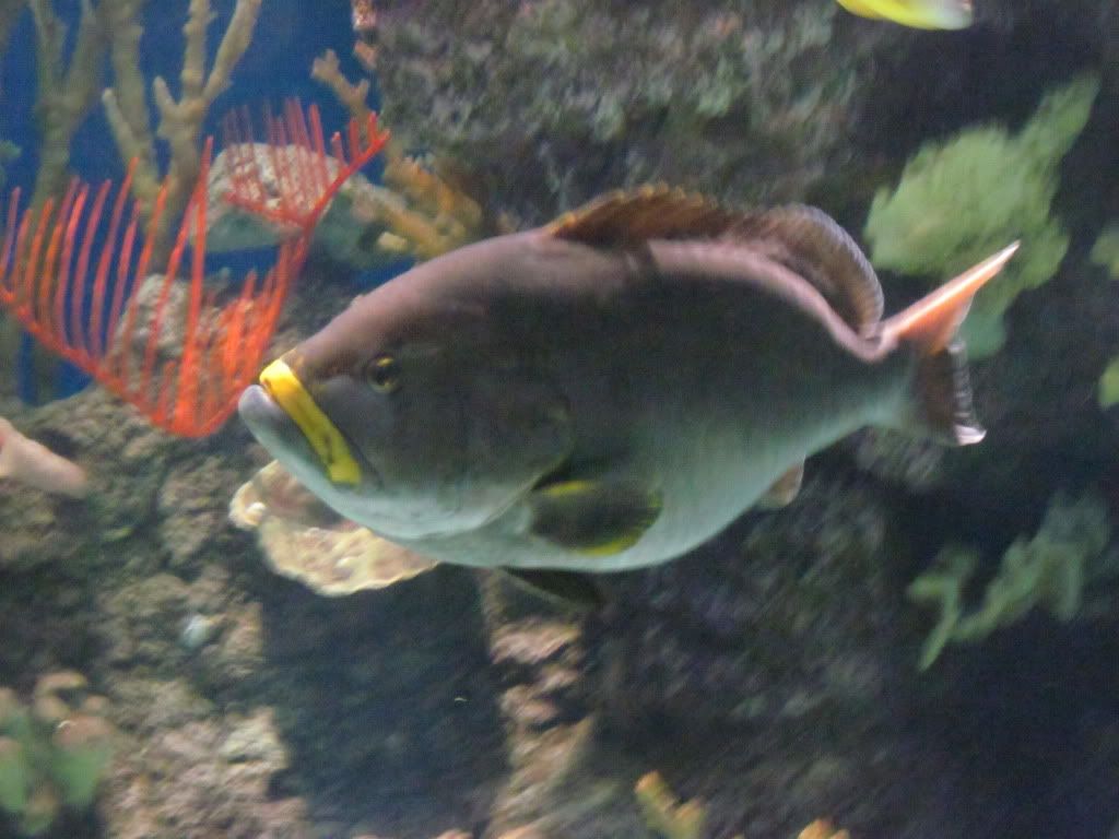 IMG 0517 - Shedd Aquarium pics