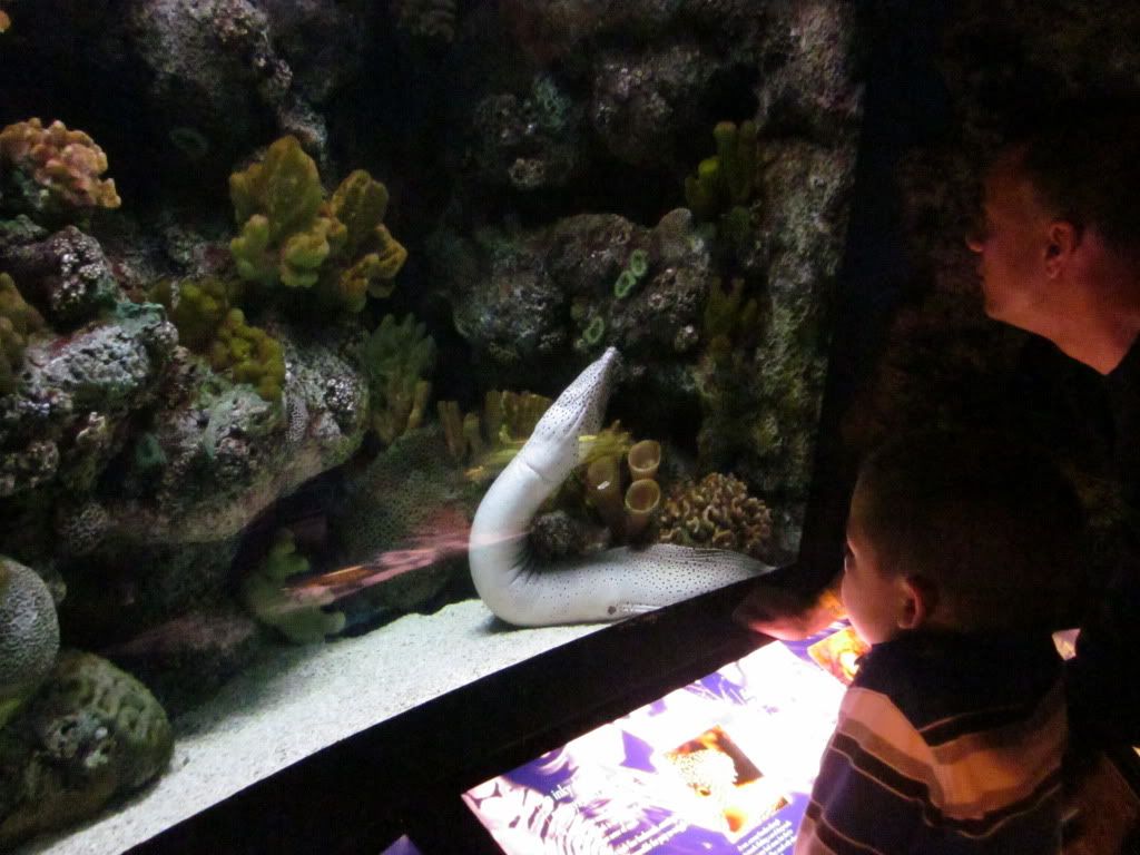 IMG 0524 - Shedd Aquarium pics