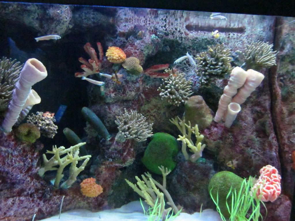 IMG 0525 - Shedd Aquarium pics