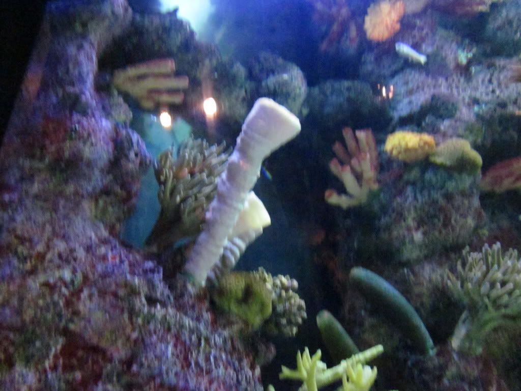 IMG 0528 - Shedd Aquarium pics