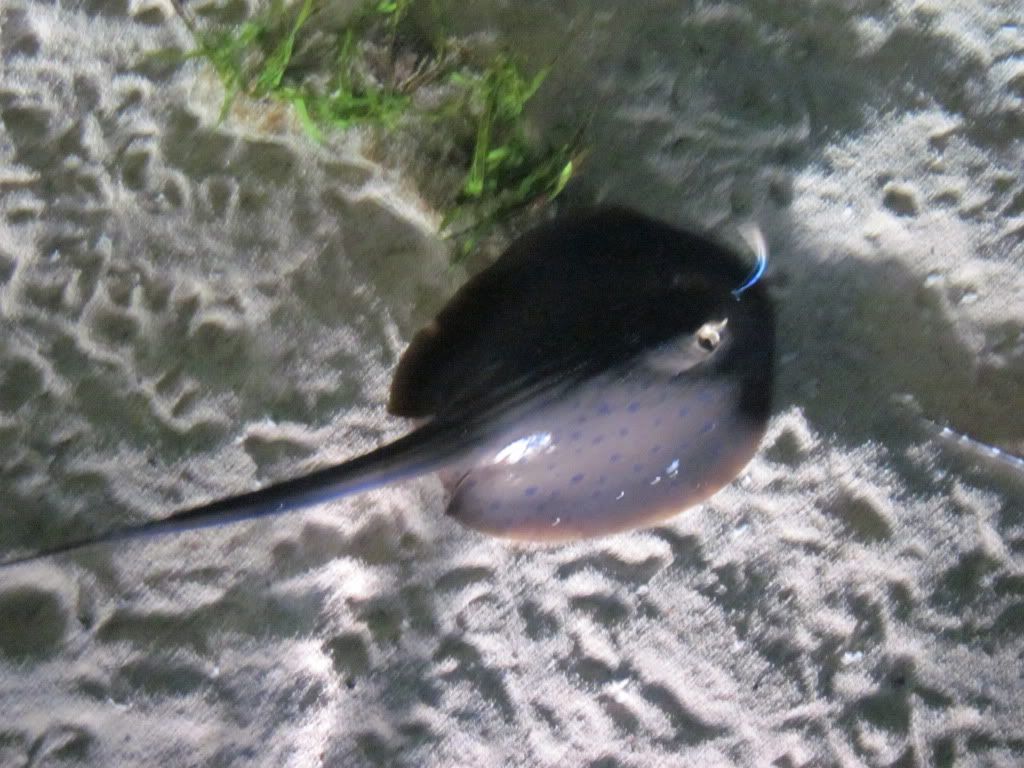 IMG 0535 - Shedd Aquarium pics