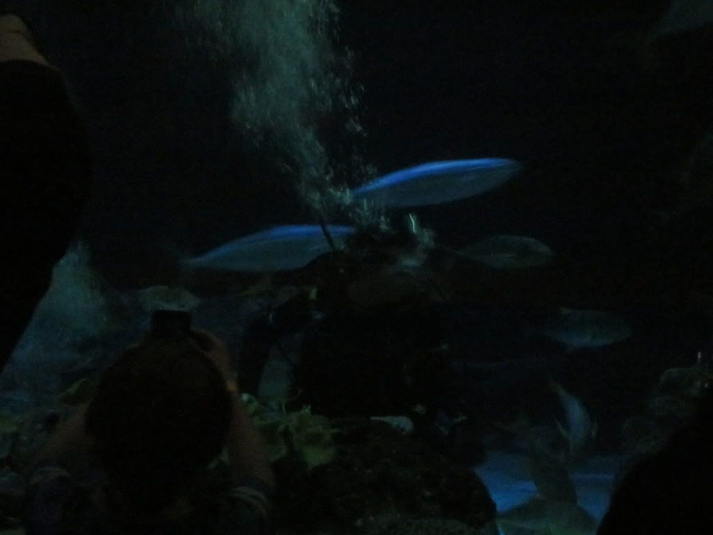 IMG 0536 - Shedd Aquarium pics