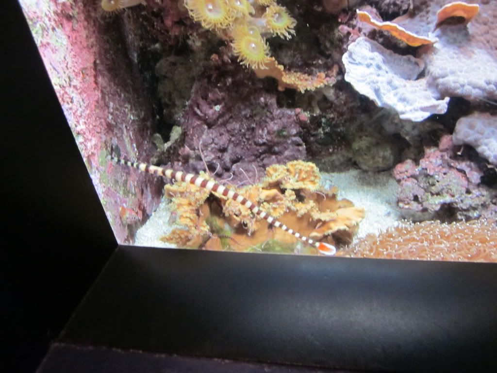 IMG 0542 - Shedd Aquarium pics