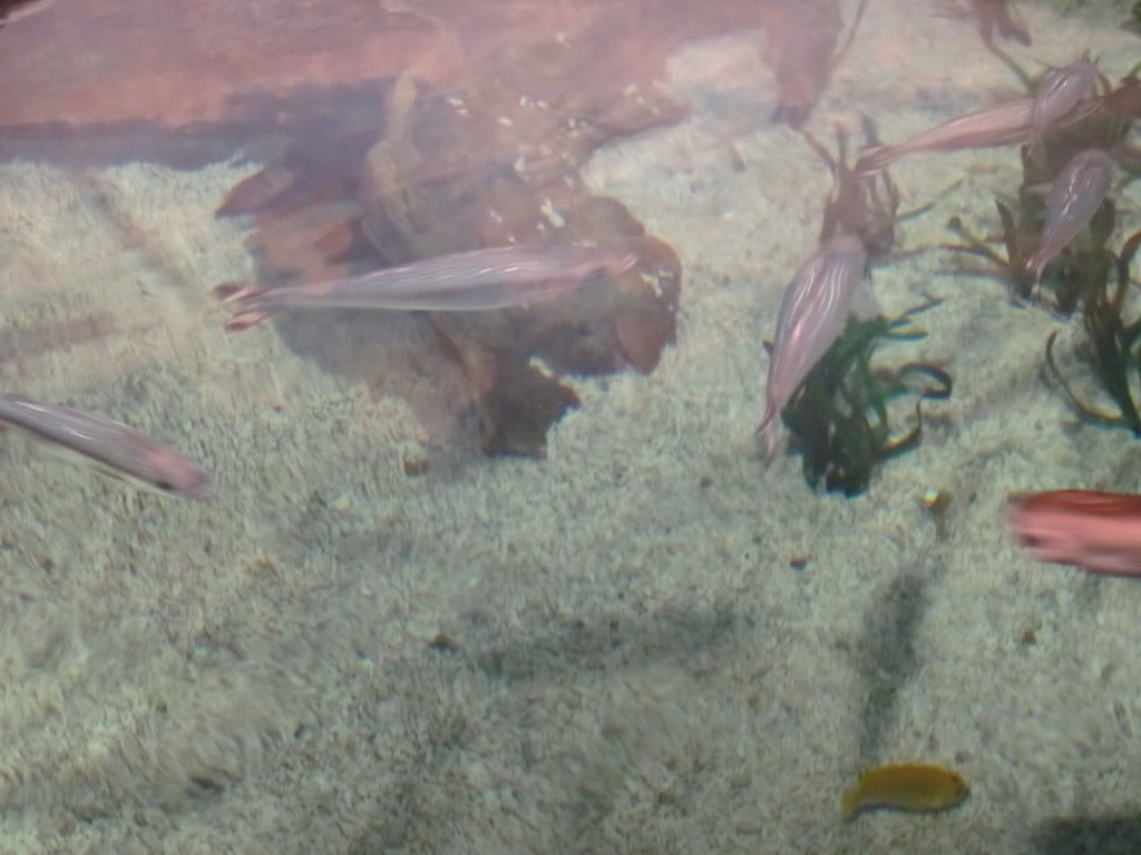 IMG 0544 - Shedd Aquarium pics