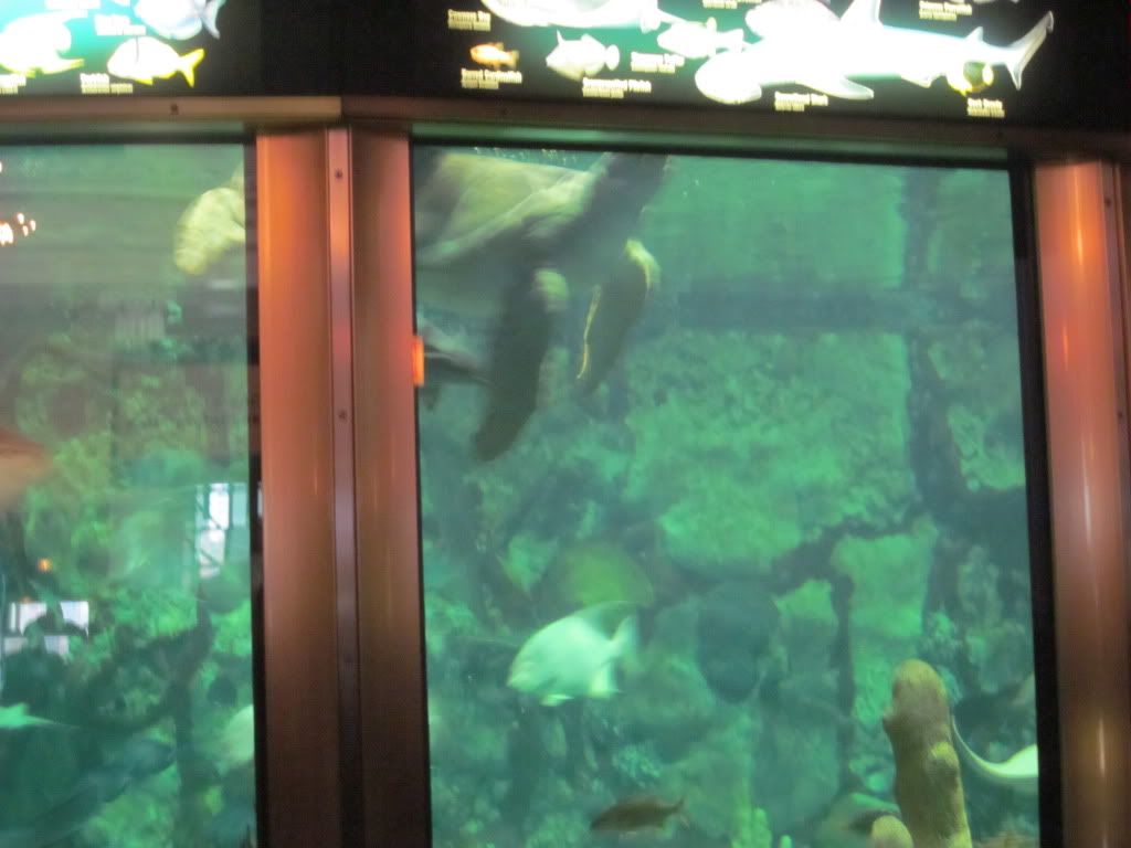 IMG 0546 - Shedd Aquarium pics