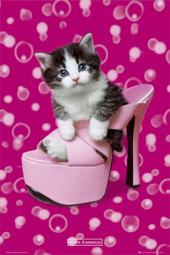 pink kitten picture