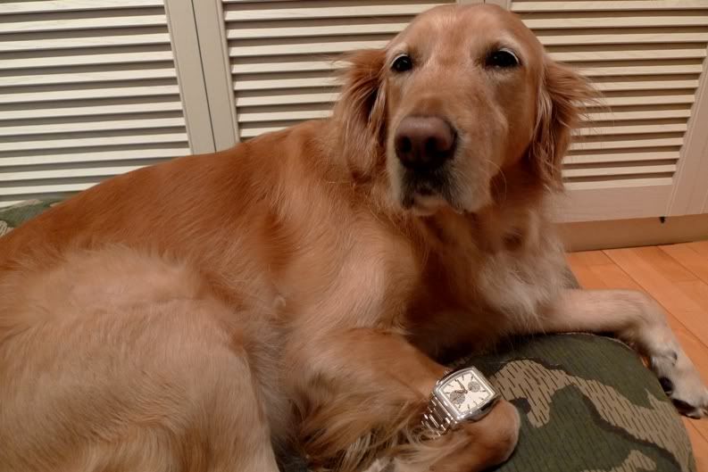 i281.photobucket.com/albums/kk213/scfong/IWC%20CF%20DV/22310IWCCFDV1033.jpg?