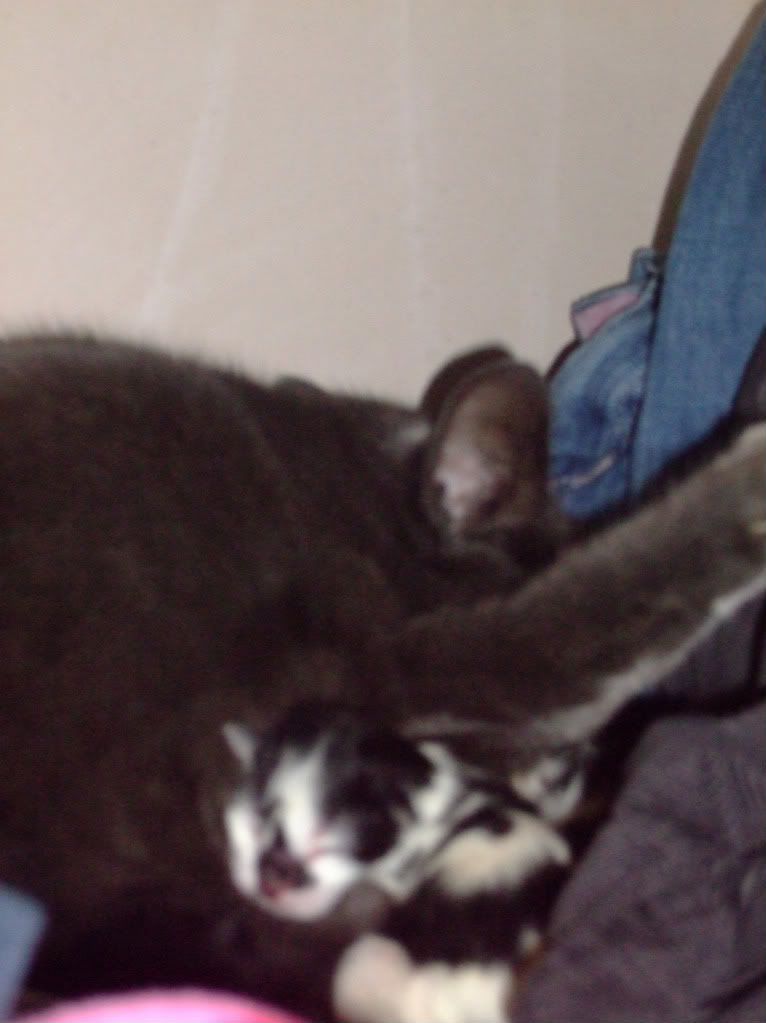 Blueandkittens003.jpg