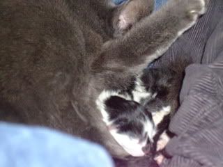 Blueandkittens004.jpg
