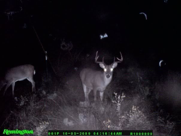 deer cam monster