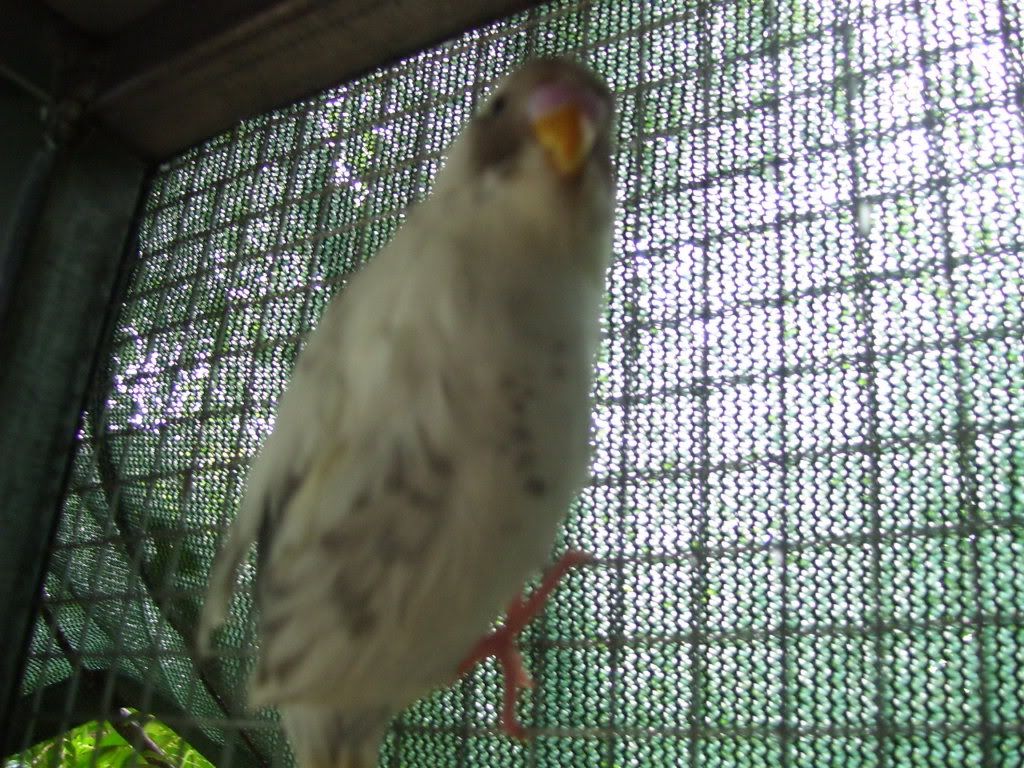 black face budgie