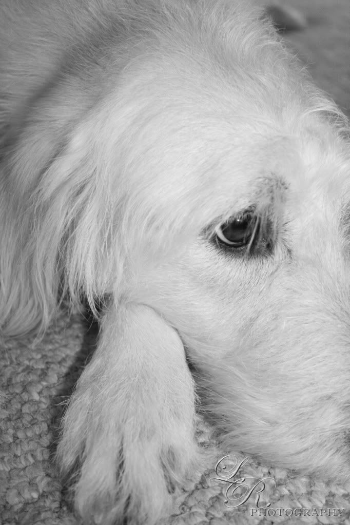 IMAGE: http://i281.photobucket.com/albums/kk215/LoganReed2010/daisy025006.jpg?t=1245264351