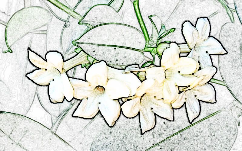 wallpaper wide. jasmine-flower-wallpaper-wide-