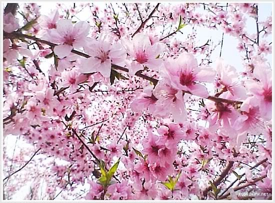 beautiful blossoms photo: cherry blossoms 1178126661.jpg