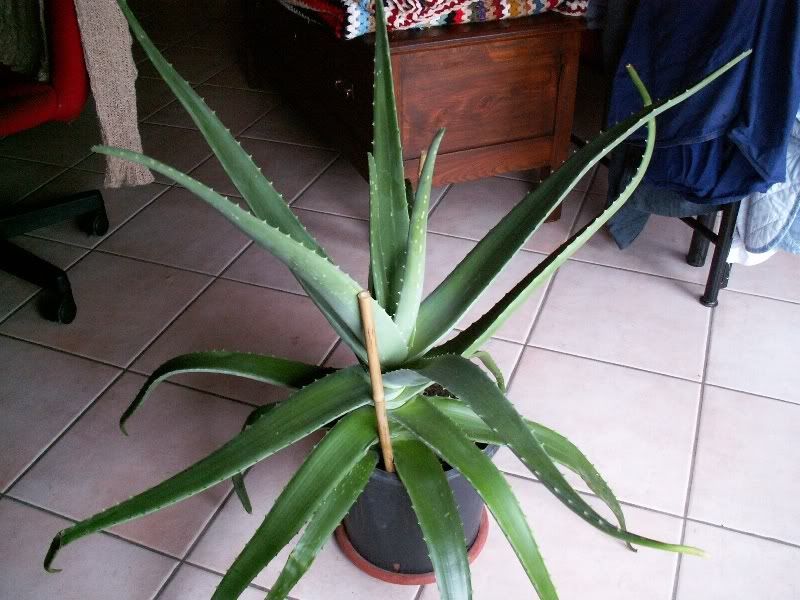 aloevera.jpg