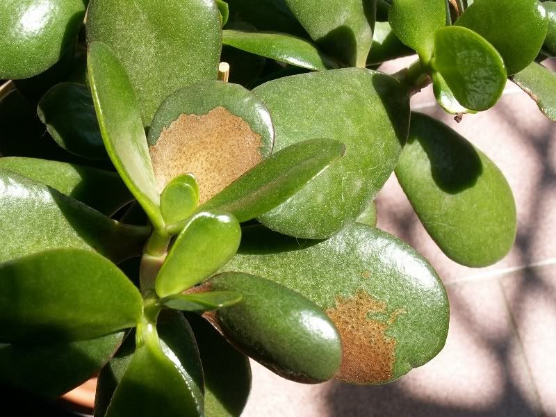 crassula2.jpg