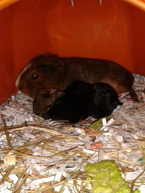 Fudge and her babies