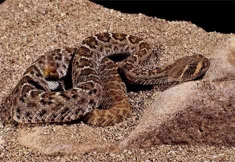 RATTLE SNAKE Graphics Code RATTLE SNAKE Comments & Pi