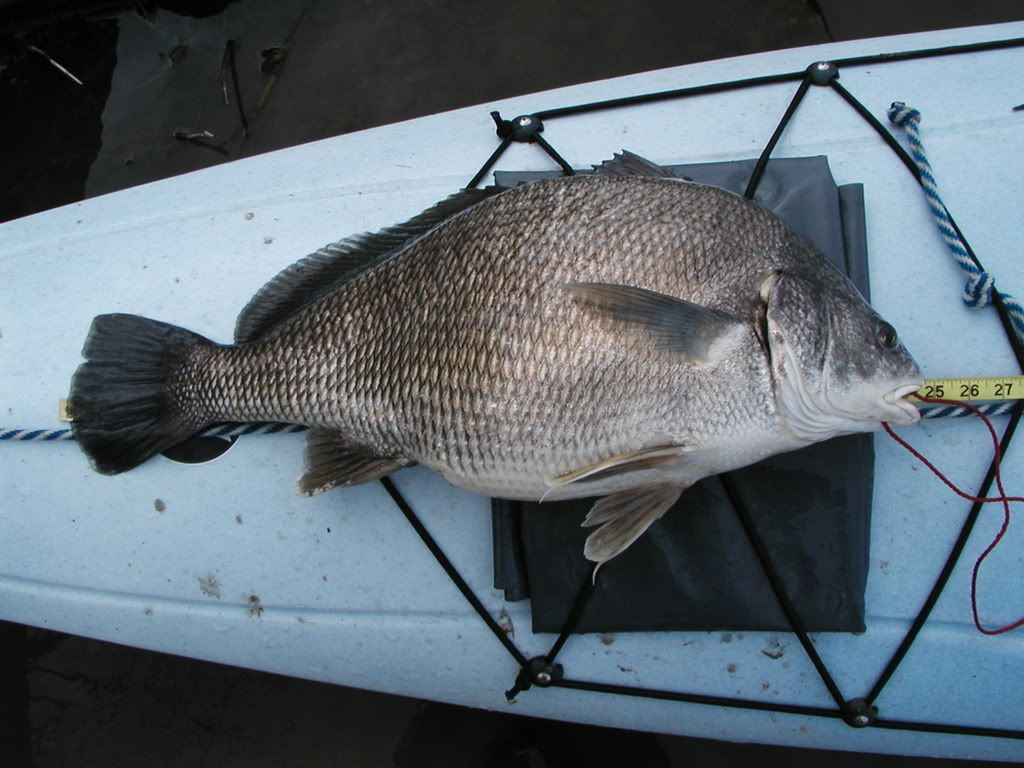 Fish of the WeekTopic 4 Freshwater Drum (Gaspergou
