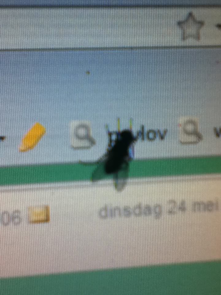 vlieg.jpg