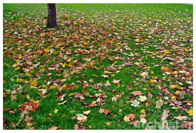 Nottingham,University of Nottingham,Fall,Fall 2010,UK,United Kingdom,Fall Season,Trent Building,Leaves,Nature,Photography