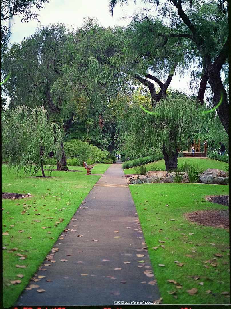 When crinkles in your negs look like tree horns... Taken in Subiaco on Saturday morning with Mamiya 645af and 80mm f2.8 on Kodak PRN 100 expired 1997, developed at home in Patterson hand tank with Unicolor c41 kit, Scanned on Epson 4990 When crinkles in your negs look like tree horns... Taken in Subiaco on Saturday morning with Mamiya 645af and 80mm f2.8 on Kodak PRN 100 expired 1997, developed at home in Patterson hand tank with Unicolor c41 kit, Scanned on Epson 4990