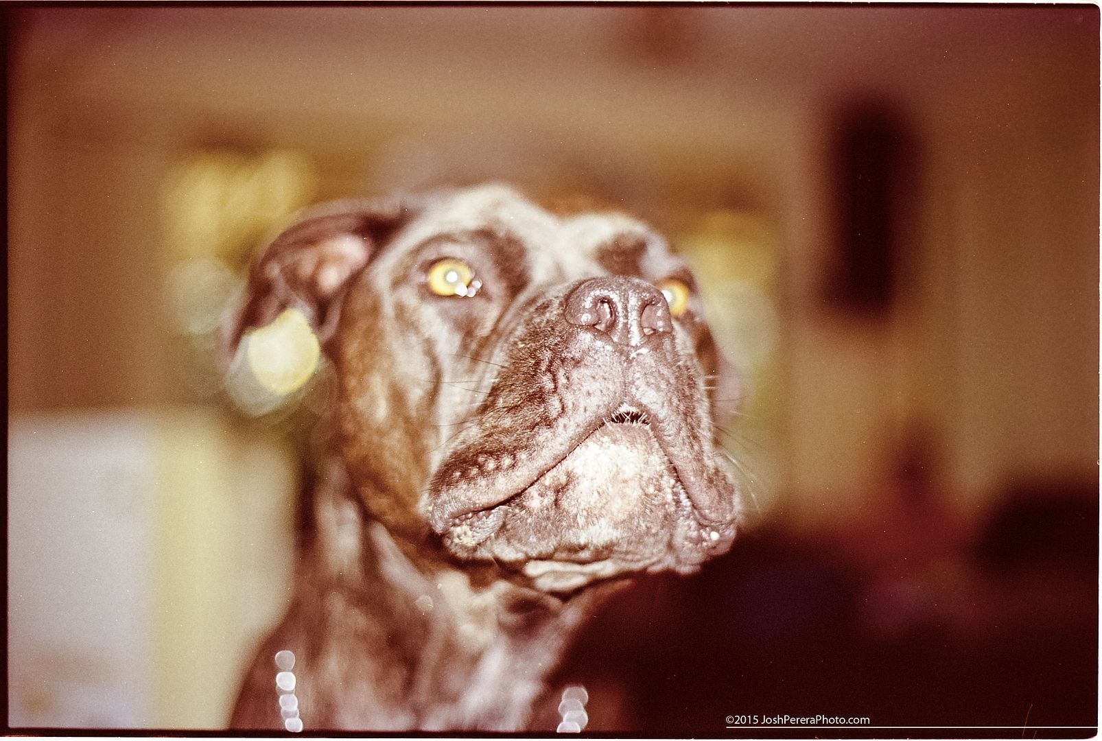 Zombie dog! Taken on Minolta A7 with Minolta 50m f1.4 using Kodak HD400 expired 2005 Developed at home in Patterson hand tank with Unicolor c41 kit Scanned on Epson 4990 Zombie dog! Taken on Minolta A7 with Minolta 50m f1.4 using Kodak HD400 expired 2005 Developed at home in Patterson hand tank with Unicolor c41 kit Scanned on Epson 4990