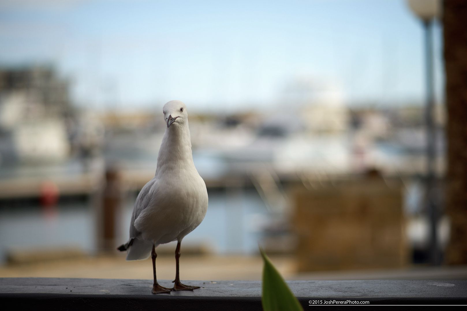 What you lookin' at swan...erm, seagull! Taken while sitting outside the Indian Ocean Brewery enjoying a pint of their fantastic APA when this guys came up giving us attitude. ;) Shot on Sony a7r with Leitz Hektor 135mm f4.5 manual focus lens What you lookin' at swan...erm, seagull! Taken while sitting outside the Indian Ocean Brewery enjoying a pint of their fantastic APA when this guys came up giving us attitude. ;) Shot on Sony a7r with Leitz Hektor 135mm f4.5 manual focus lens