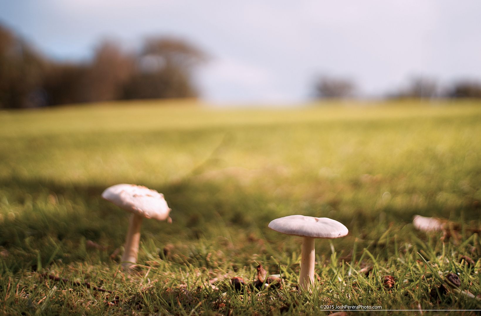 'shrooms in the park Went for a walk in the park today while Lisa caught Pokemon for her Pokemon Go game on her phone. haha Came across some parkland fungus. Taken on Sony Nex5n with Minolta 45mm f2 manual focus lens. 'shrooms in the park Went for a walk in the park today while Lisa caught Pokemon for her Pokemon Go game on her phone. haha Came across some parkland fungus. Taken on Sony Nex5n with Minolta 45mm f2 manual focus lens.
