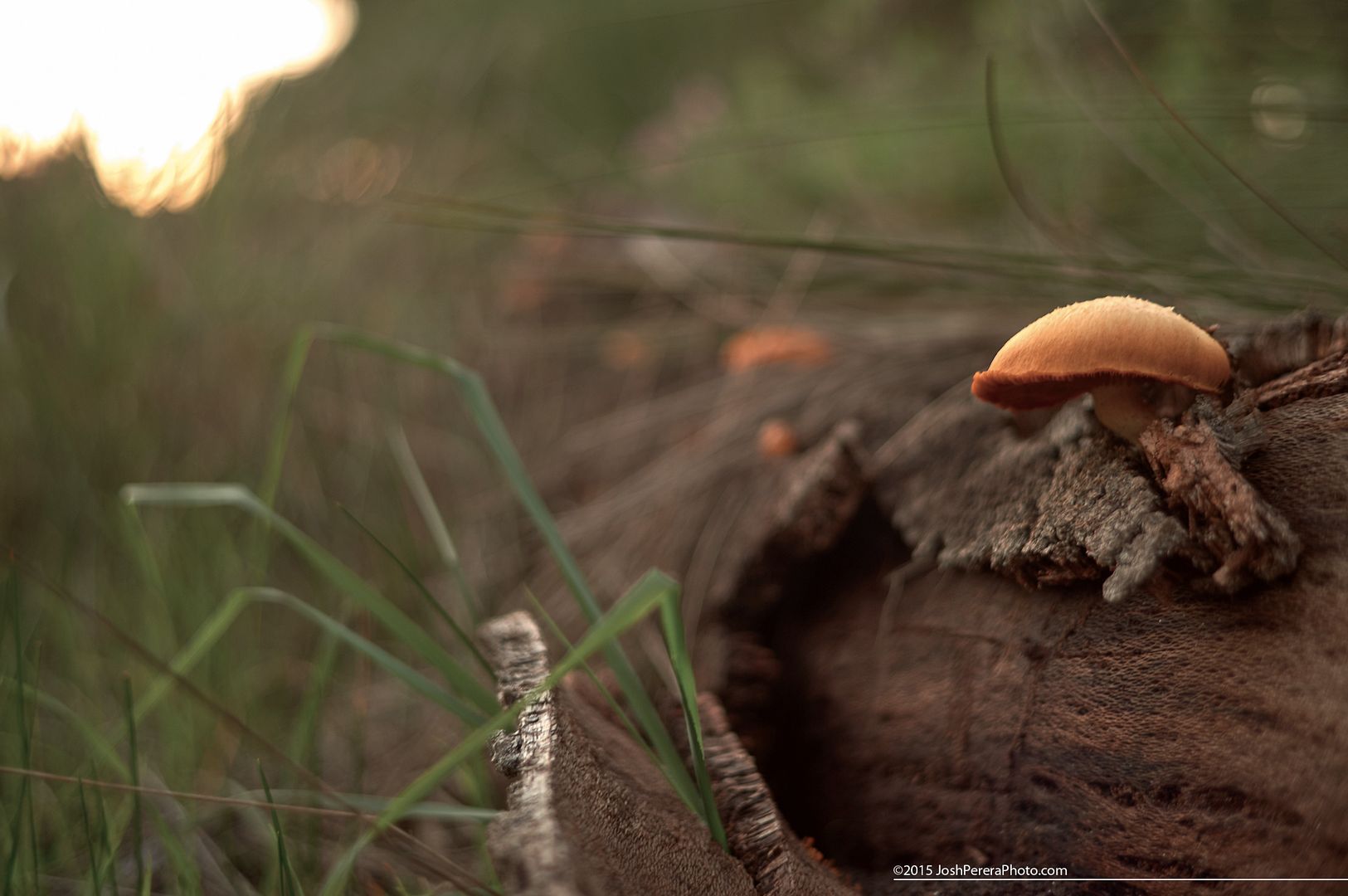Friday fungus... took the dogs for a walk this afternoon and decided to throw my old Nex5n in my pocket to take a few snaps. I havn't camera off in a while as I mainly shoot my A7r these days, but the snaps I took this arvo show just how capable this slightly aging now, pocket-able little camera sill is. Taken with Sony Nex5n with Minolta 45m f2 Friday fungus... took the dogs for a walk this afternoon and decided to throw my old Nex5n in my pocket to take a few snaps. I havn't camera off in a while as I mainly shoot my A7r these days, but the snaps I took this arvo show just how capable this slightly aging now, pocket-able little camera sill is. Taken with Sony Nex5n with Minolta 45m f2